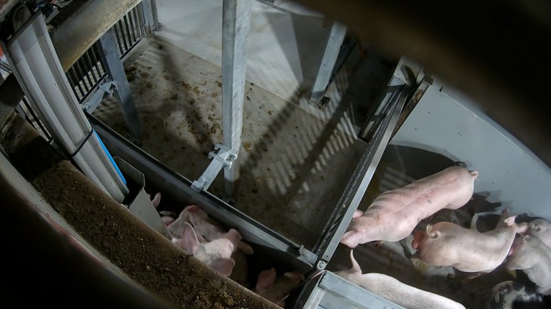 Pigs being forced into carbon dioxide gas chamber