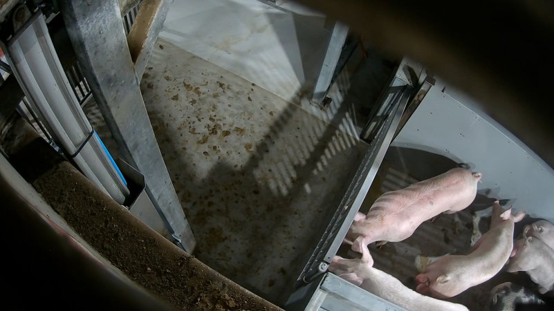 Pigs being forced into carbon dioxide gas chamber