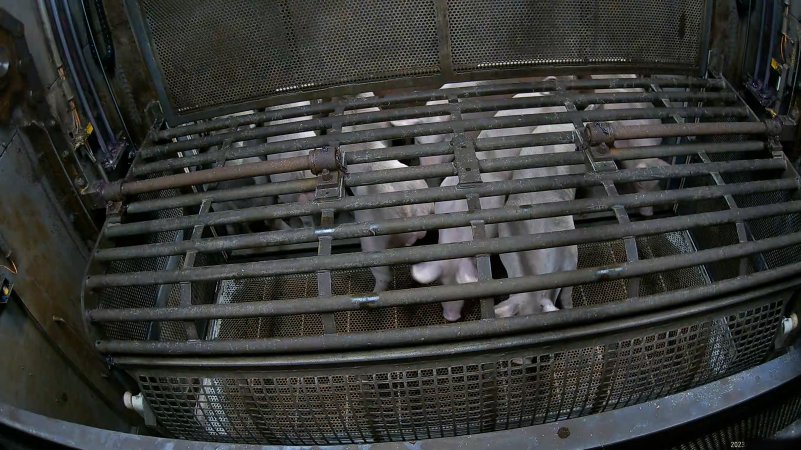 Pigs being forced into carbon dioxide gas chamber and lowered into gas