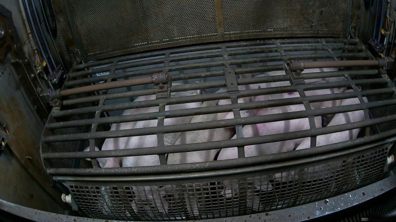 Pigs being forced into carbon dioxide gas chamber and lowered into gas