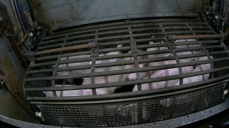 Pigs being forced into carbon dioxide gas chamber and lowered into gas