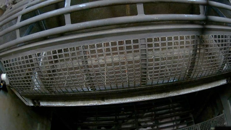 Pigs being forced into carbon dioxide gas chamber and lowered into gas