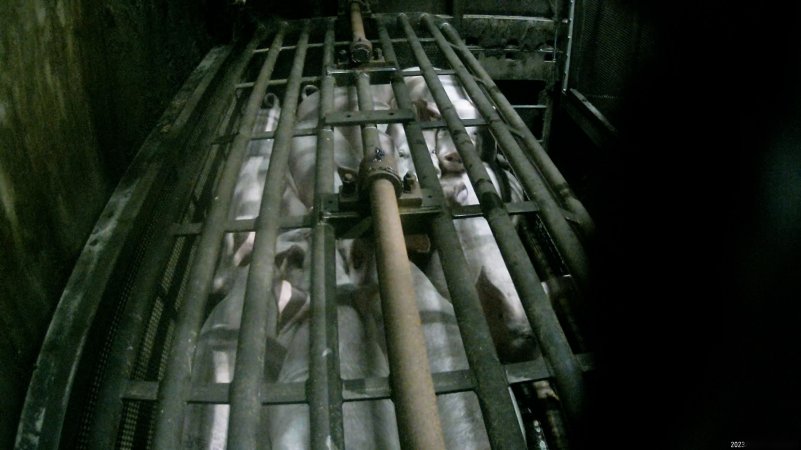 Pigs being gassed in carbon dioxide gas chamber