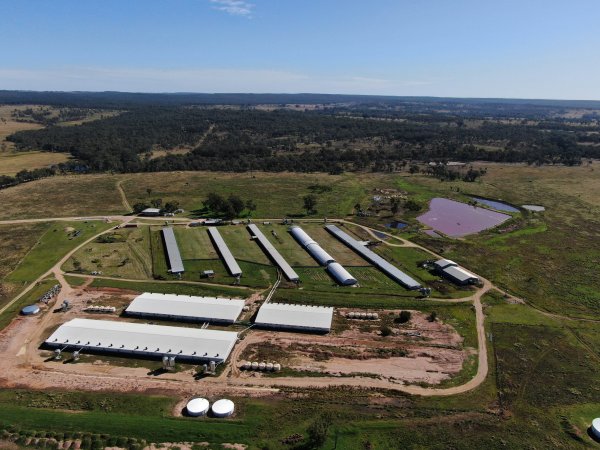 Bellgrove Pork pig farm