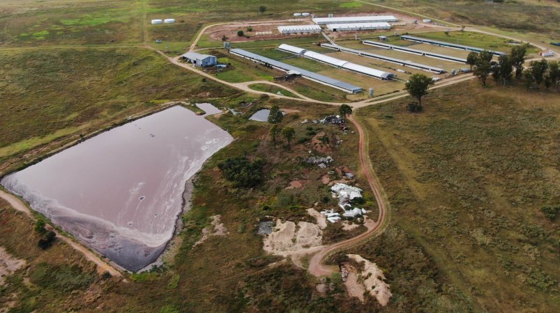 Bellgrove Pork pig farm