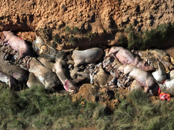 Dead pile outside piggery