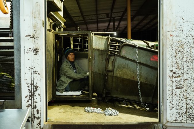 Activist chained at the end of the race that leads pigs into the gas chamber