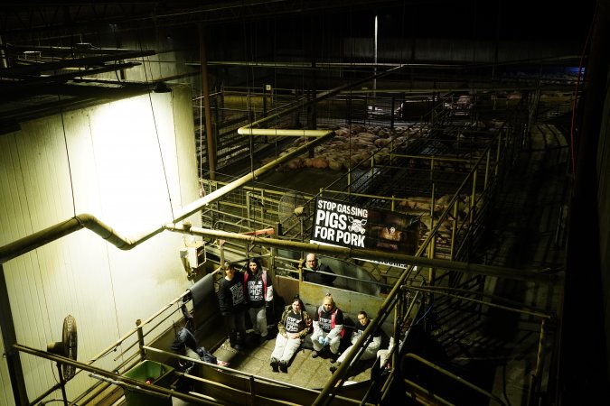 Activists chained in holding pens with Stop Gassing Pigs for Pork banner