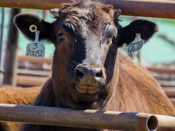 Maydan Feedlot