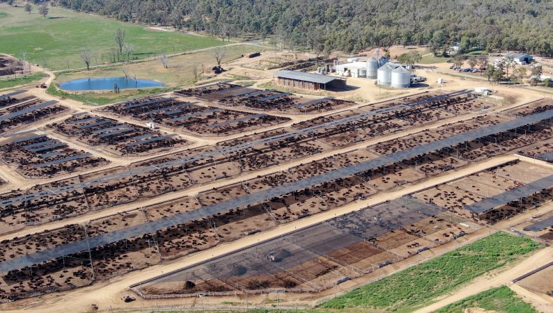 Maydan Feedlot