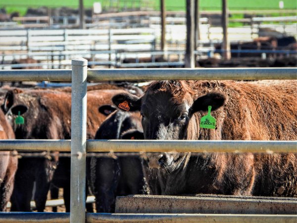 Maydan Feedlot