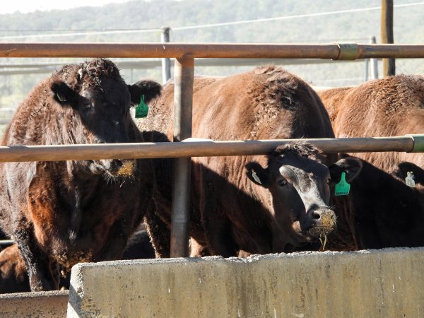 Maydan Feedlot