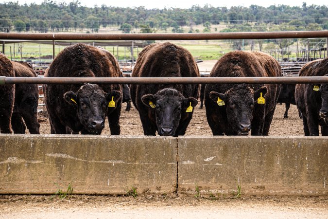 Maydan Feedlot