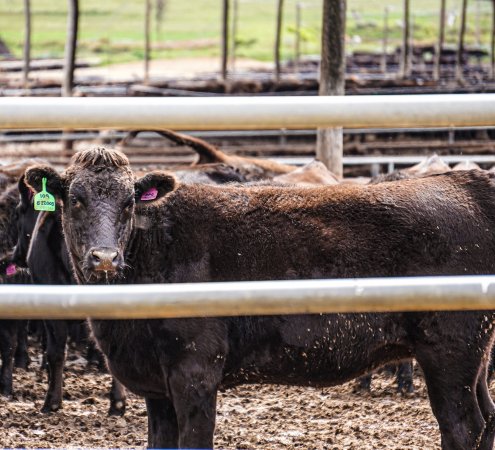 Maydan Feedlot