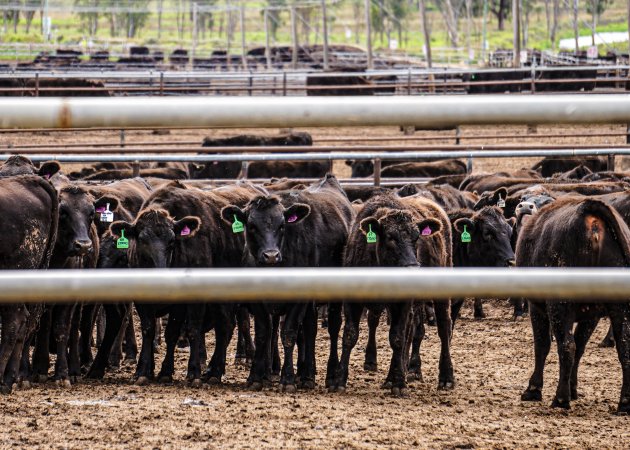 Maydan Feedlot