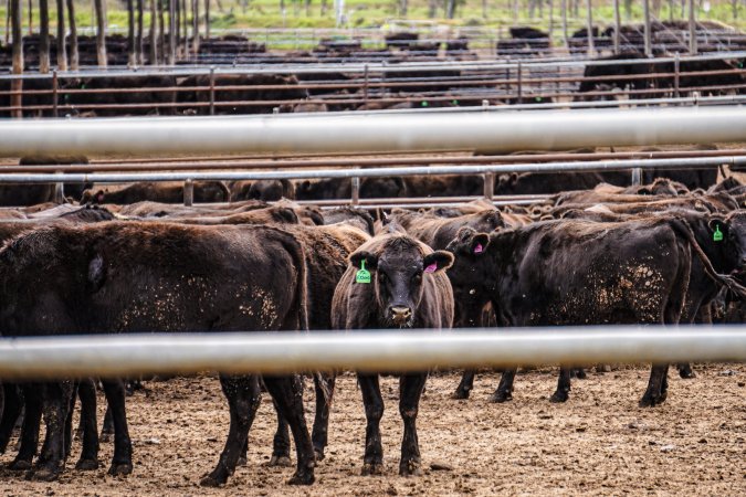 Maydan Feedlot