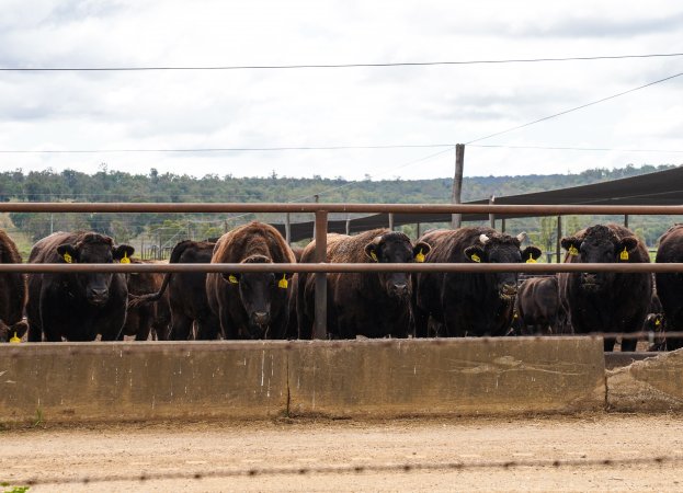 Maydan Feedlot