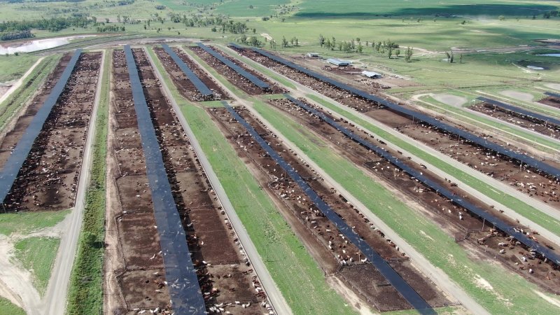 Brindley Park Feedlot