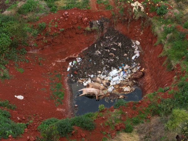 Gjadick Pork dead pile