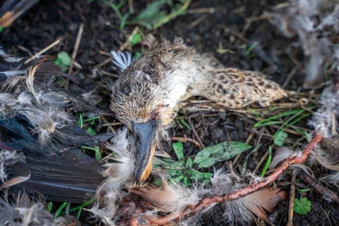 Duck Shooting 2023 - Lake Connewarre