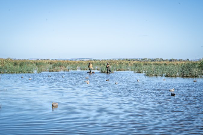 Duck Shooting 2023 - Lake Connewarre