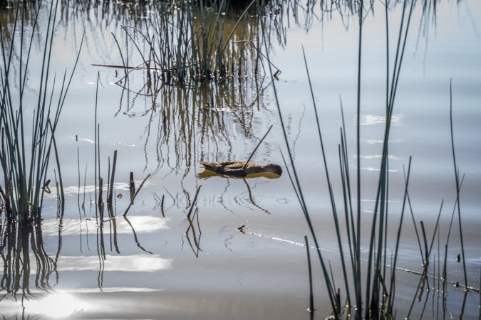 Duck Shooting 2023 - Lake Connewarre