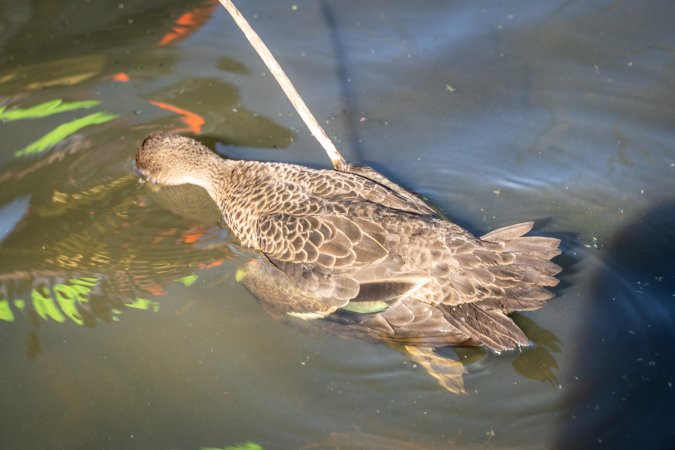 Duck Shooting 2023 - Lake Connewarre