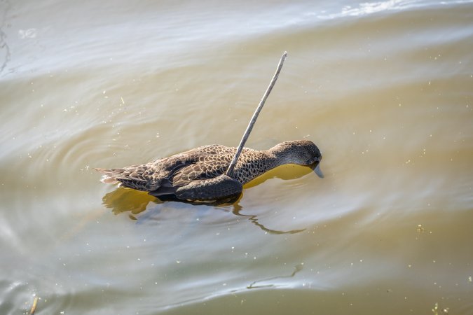 Duck Shooting 2023 - Lake Connewarre