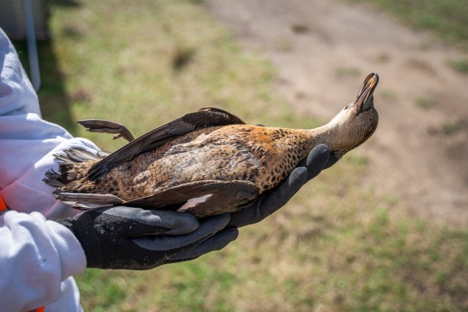 Duck Shooting 2023 - Lake Connewarre