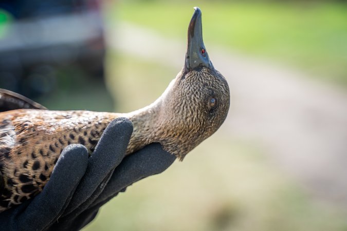 Duck Shooting 2023 - Lake Connewarre