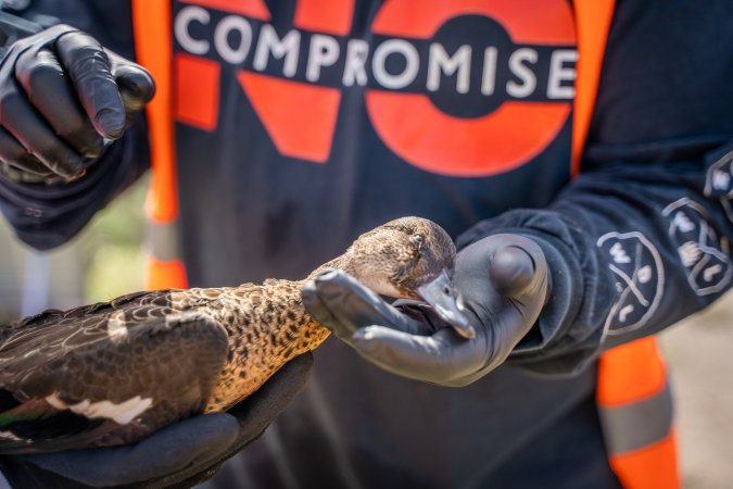 Duck Shooting 2023 - Lake Connewarre