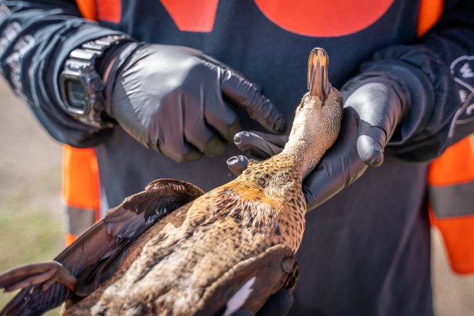 Duck Shooting 2023 - Lake Connewarre