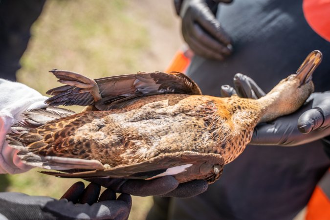 Duck Shooting 2023 - Lake Connewarre