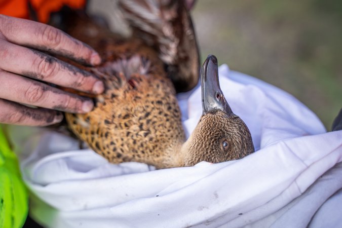 Duck Shooting 2023 - Lake Connewarre