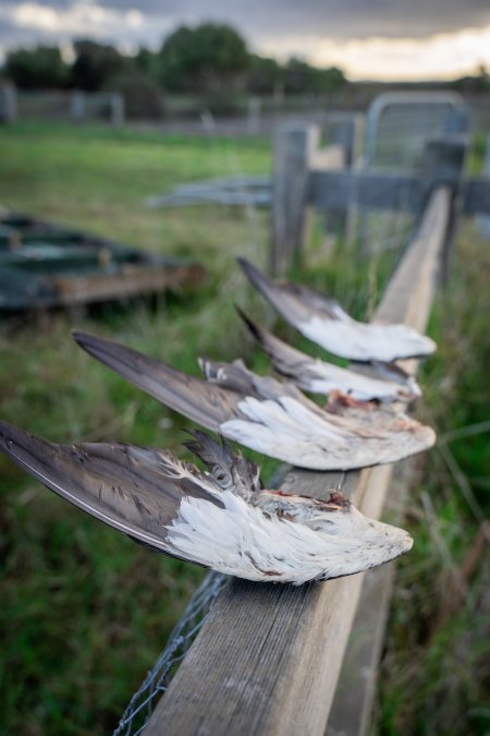 Duck Shooting 2023 - Lake Connewarre