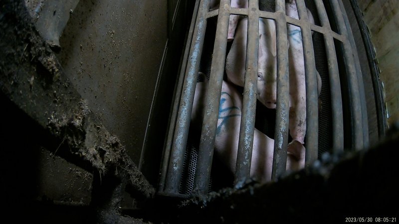 Pigs in the gas chamber