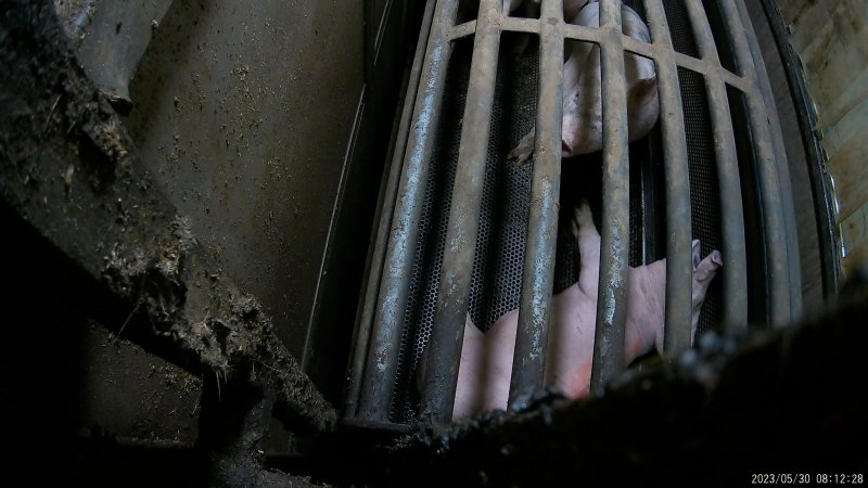 Pigs in gas chamber at BMK slaughterhouse.