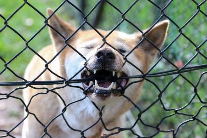 Australian Dingo gnawing on his fenced enclosure.