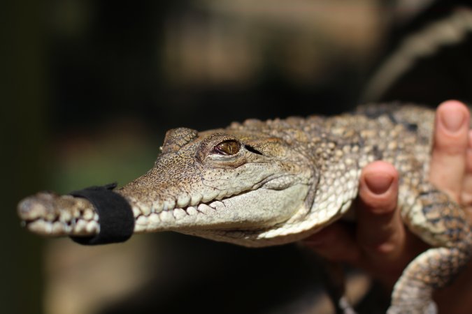 A Freshwater Crocodile held and her mouth taped shut so visitors can interact with her.