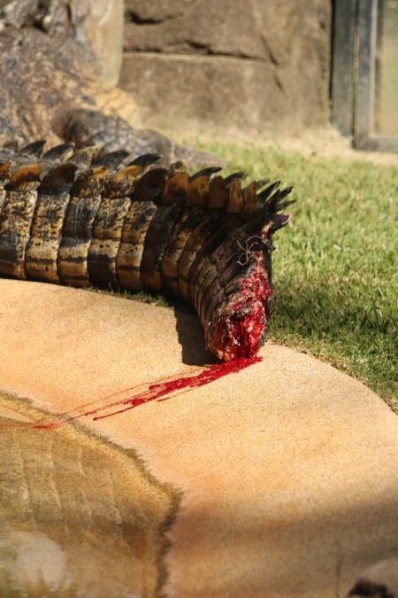 Saltwater Crocodile on dispaly with a bleeding tail