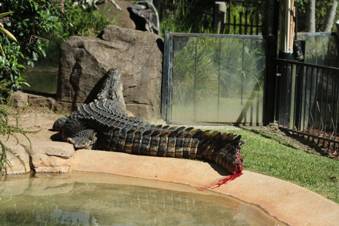 Saltwater Crocodile on dispaly with a bleeding tail