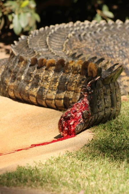 Saltwater Crocodile on dispaly with a bleeding tail