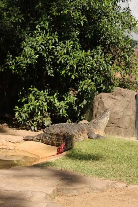 Saltwater Crocodile on dispaly with a bleeding tail