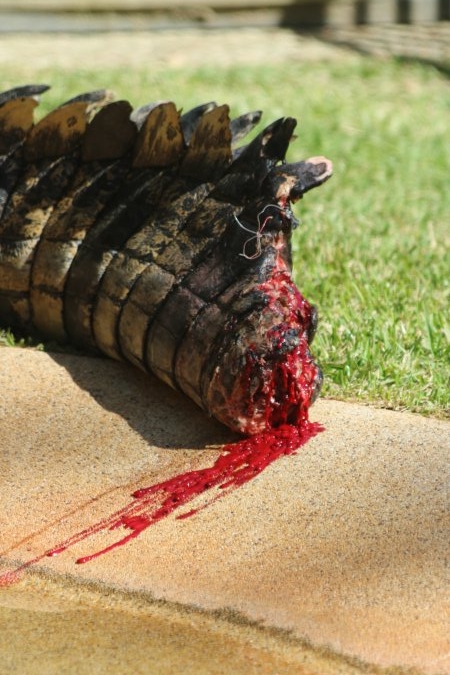 Saltwater Crocodile on dispaly with a bleeding tail