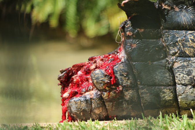 Saltwater Crocodile on dispaly with a bleeding tail