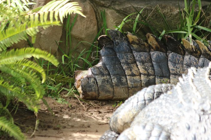 Saltwater Crocodile on dispaly with a bleeding tail