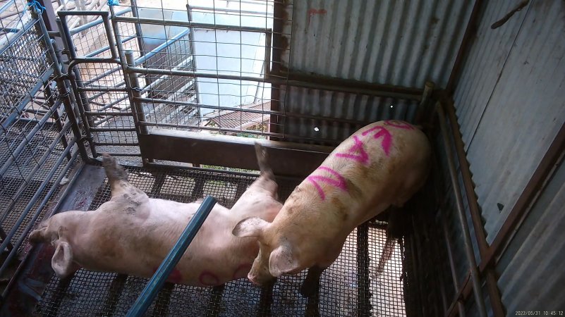 Two sows shot with rifle