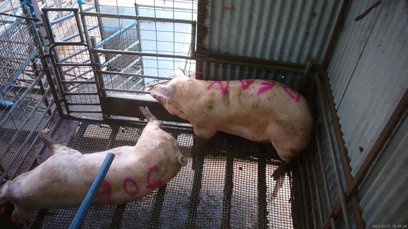 Two sows shot with rifle