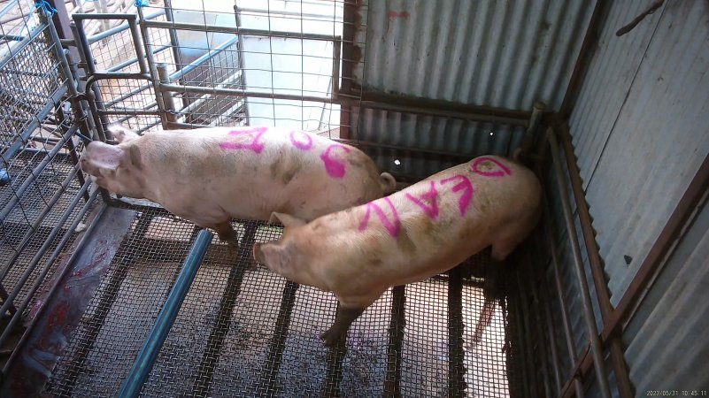 Two sows shot with rifle