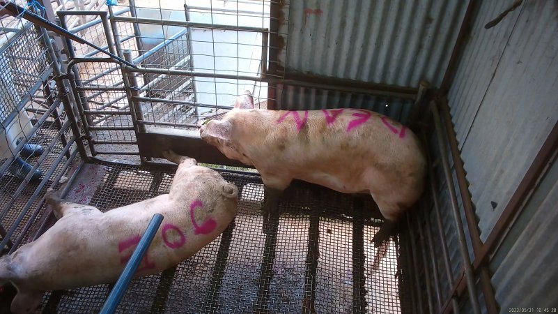 Two sows shot with rifle